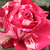 Rosa - bianco - Rose Ibridi di Tea - Best Impression®
